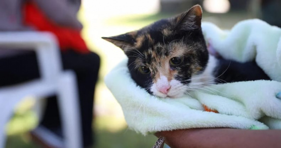 ¡Cuidado Animal al Alcance de Todos en Rivadavia y Pocito!